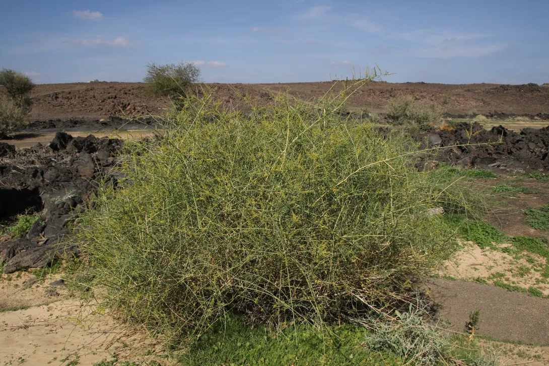 Whole plant