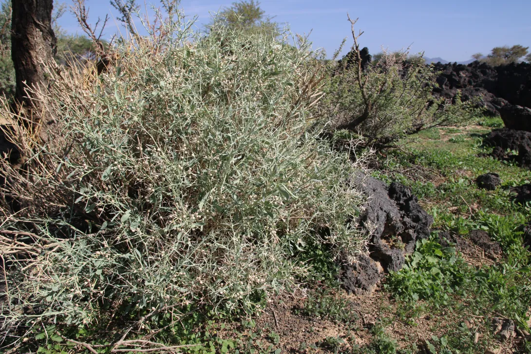 Whole plant