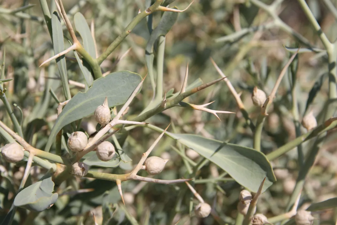 Zilla spinosa fruits