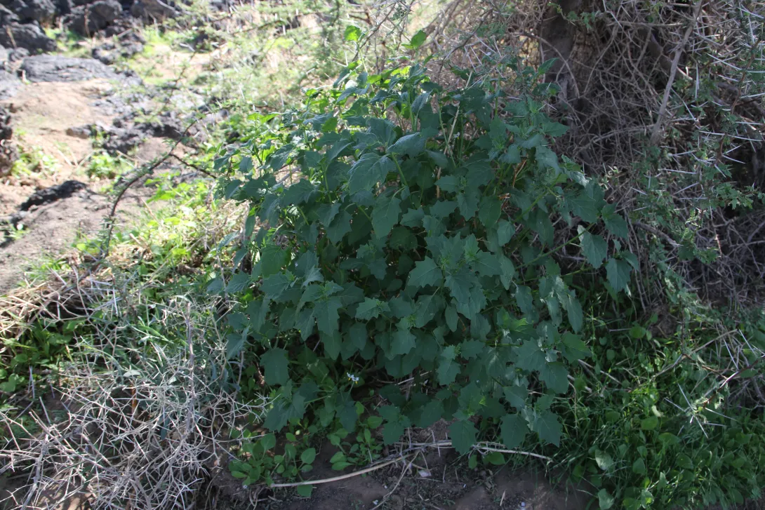 Whole plant