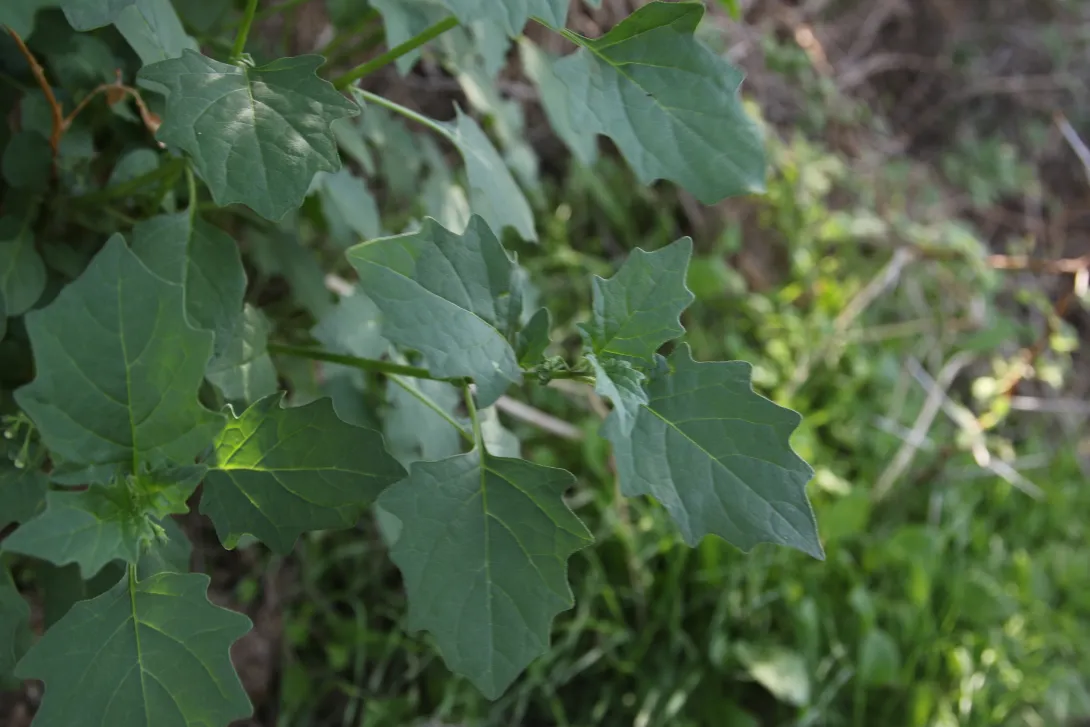 Solanum villosum leaves