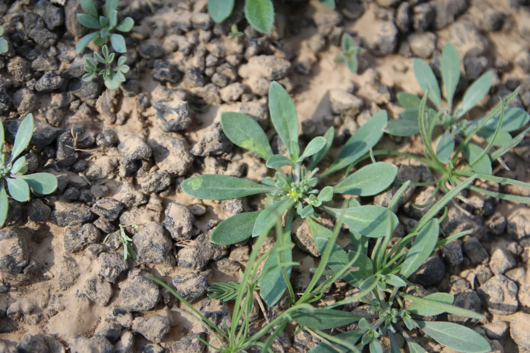 Whole plant