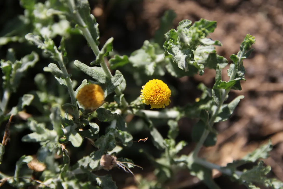 Pulicaria undulata flowers