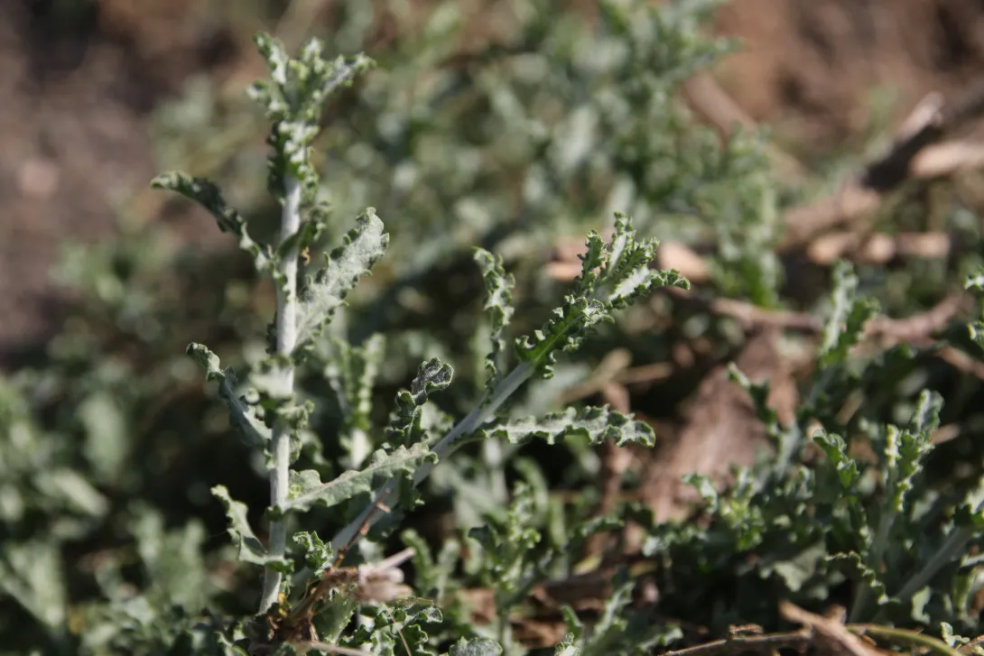 Pulicaria undulata leaves