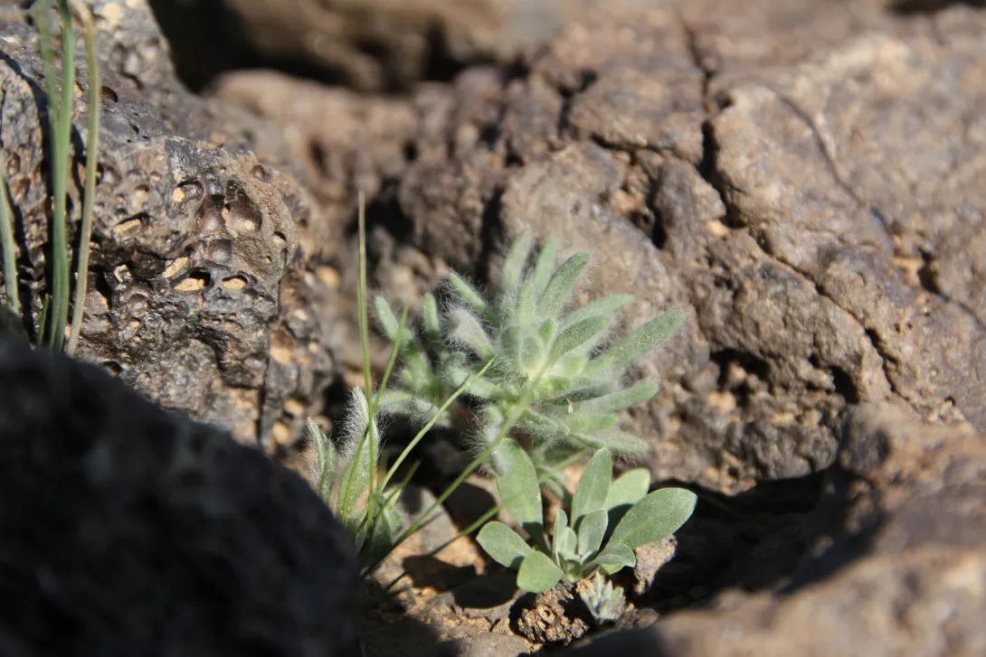 Small Bassia muricata