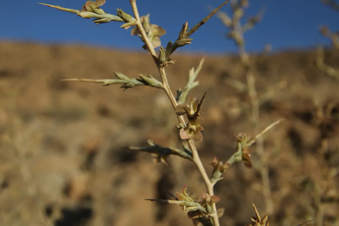 Noaea mucronata flowers