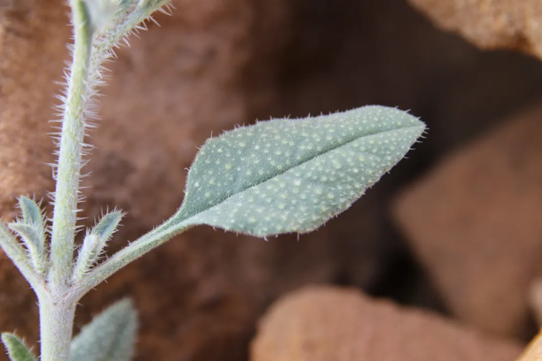 Trichodesma africanum leaf
