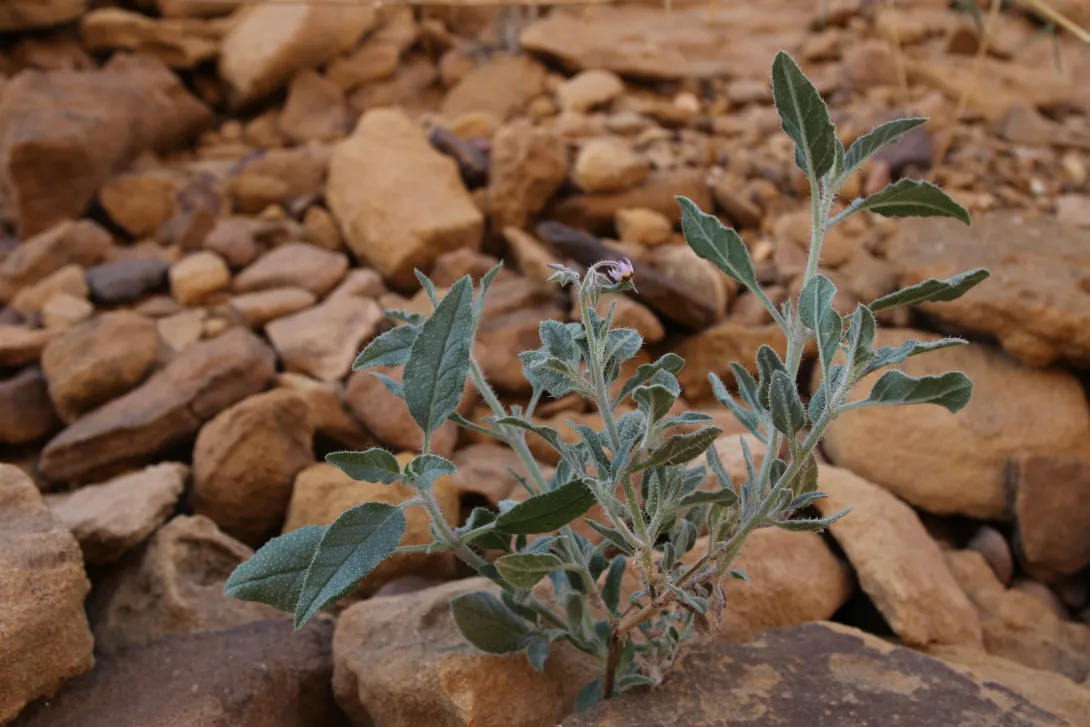 Whole plant