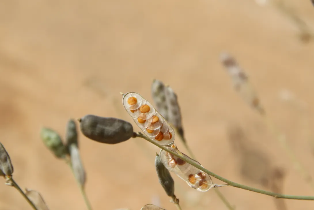 Farsetia aegyptia fruits