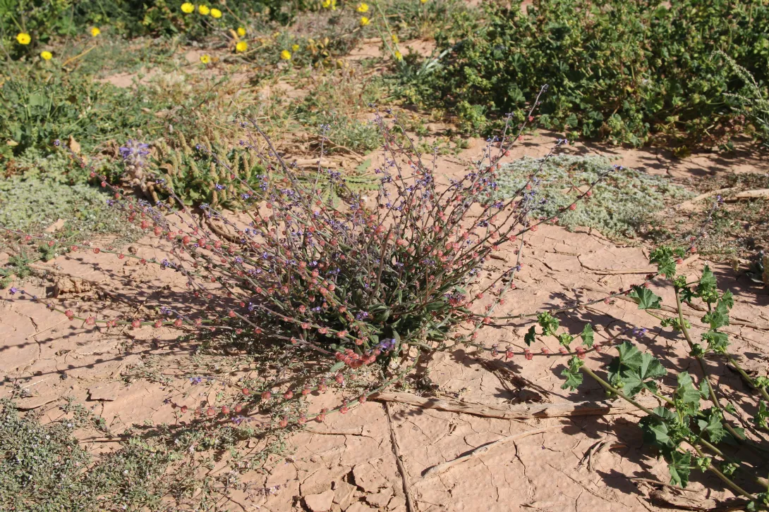 Whole plant