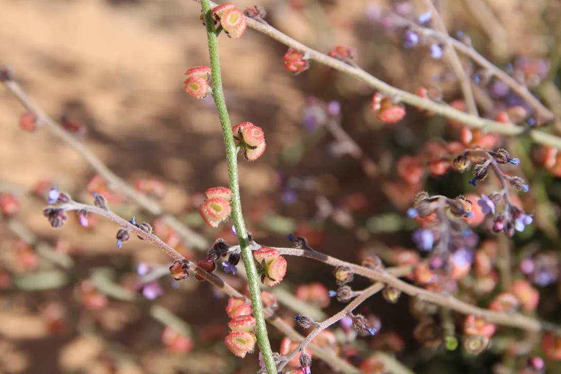 Microparacaryum intermedium fruits