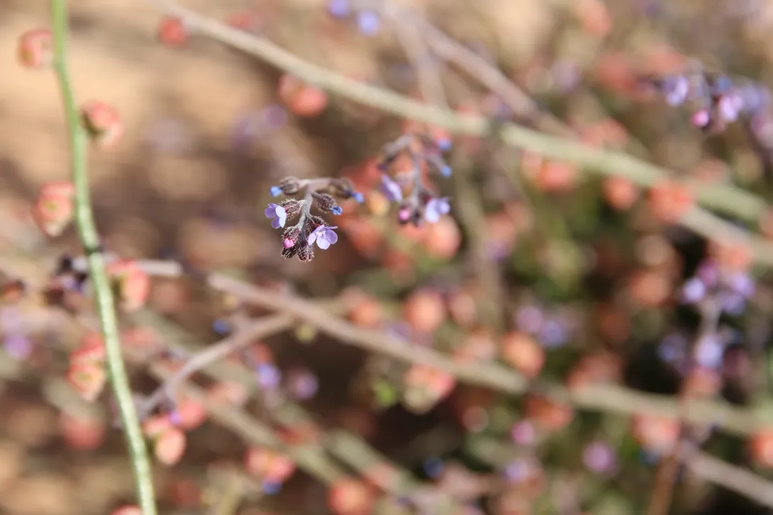 Microparacaryum intermedium flower
