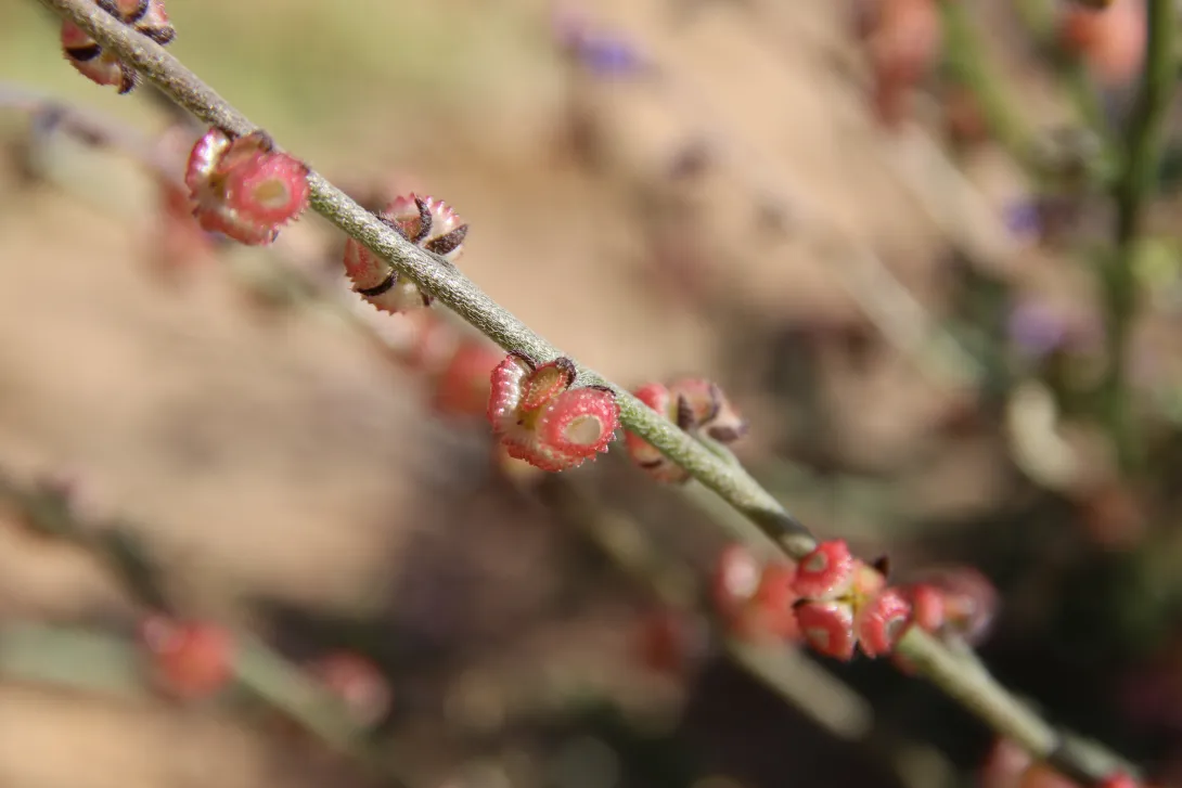 Microparacaryum intermedium fruits