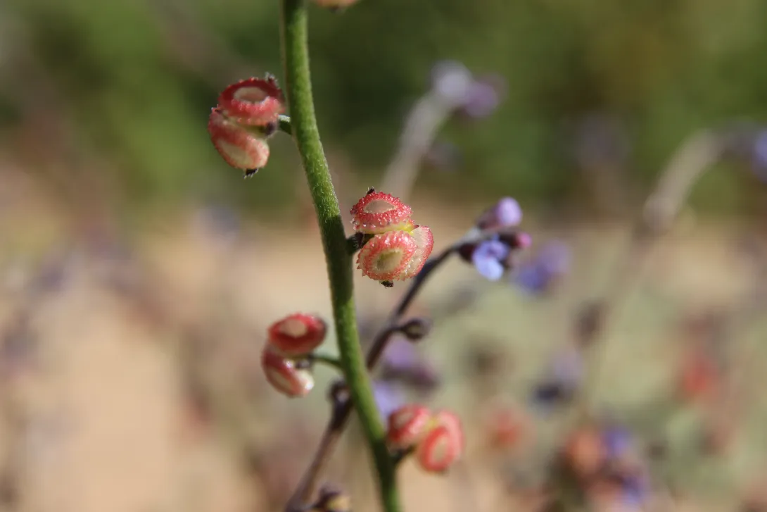 Microparacaryum intermedium fruit