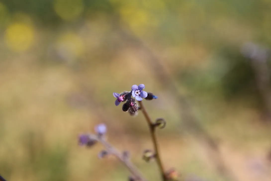 Microparacaryum intermedium flower