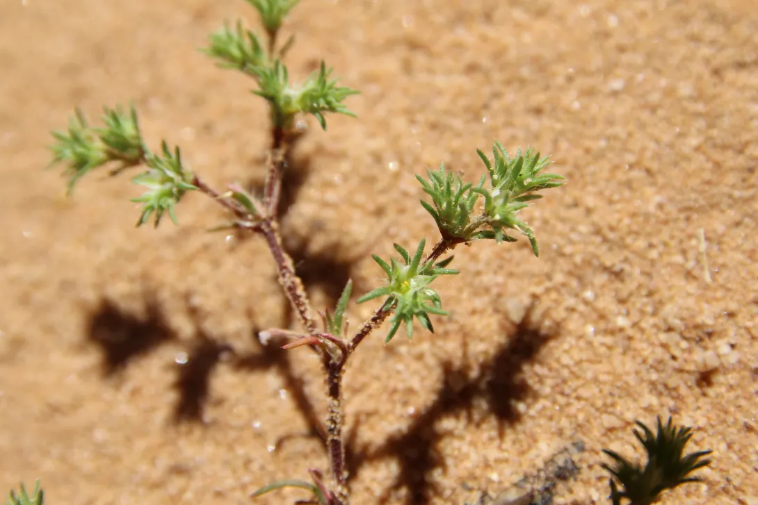 Loeflingia hispanica stem