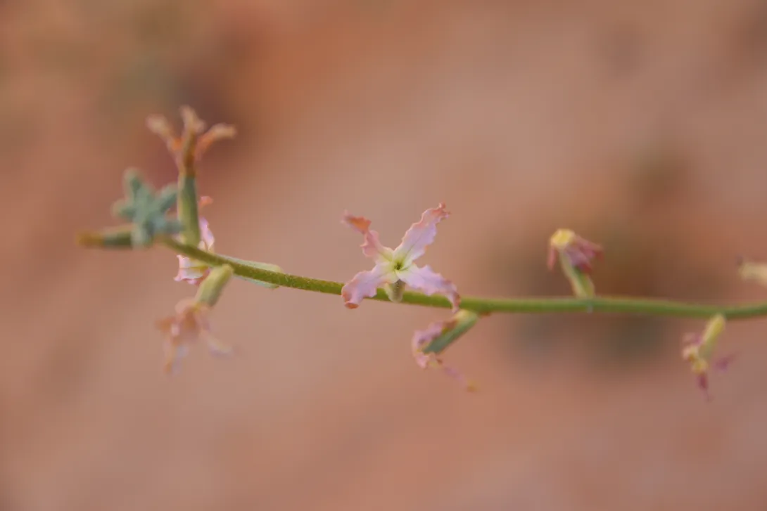 Matthiola longipetala subsp. livida flowers