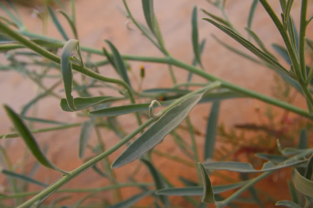 Matthiola longipetala subsp. livida leaves