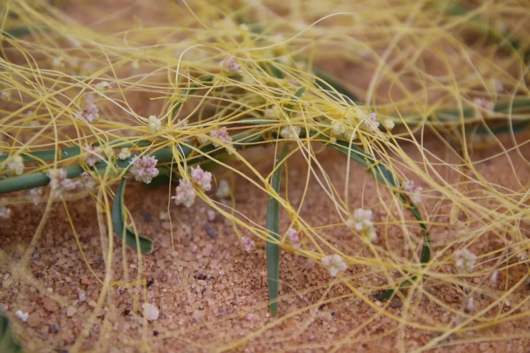 Cuscuta campestris flowers