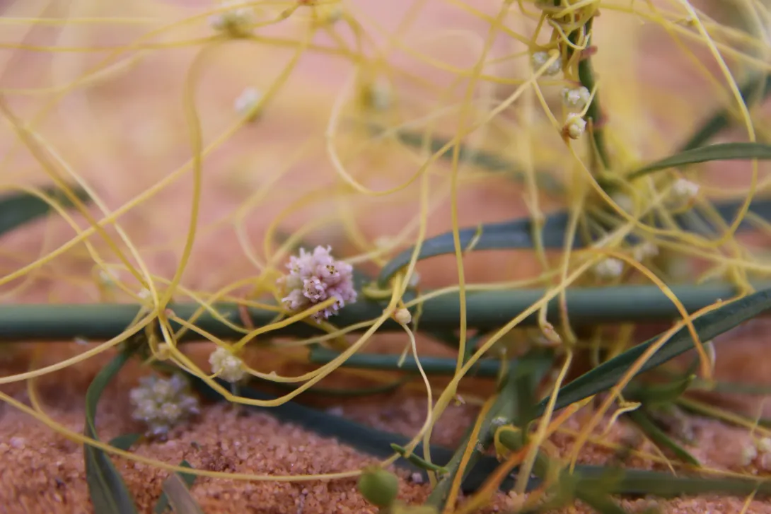 Cuscuta campestris flowers