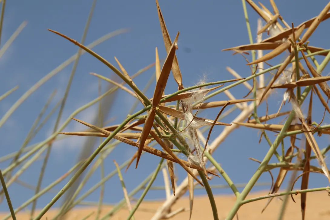 Periploca aphylla fruits