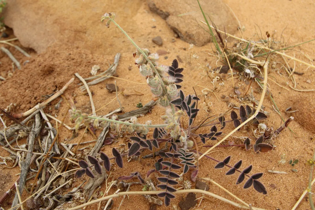 Whole plant