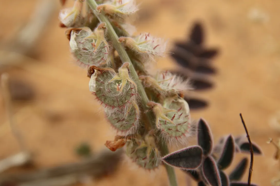 Onobrychis ptolemaica fruits