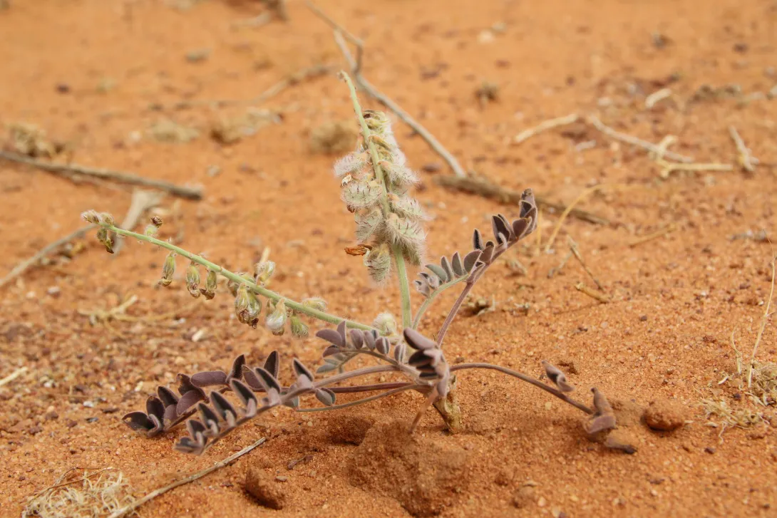 Whole plant