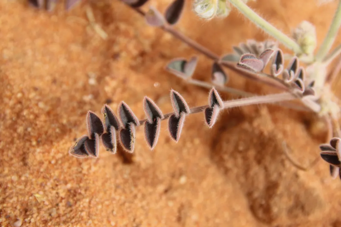 Onobrychis ptolemaica leaf