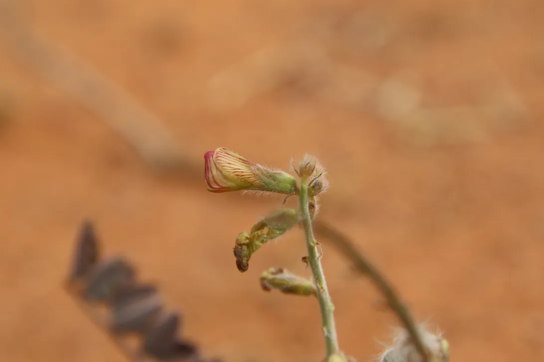 Onobrychis ptolemaica flower