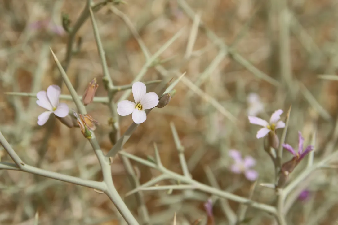 Zilla spinosa flowers