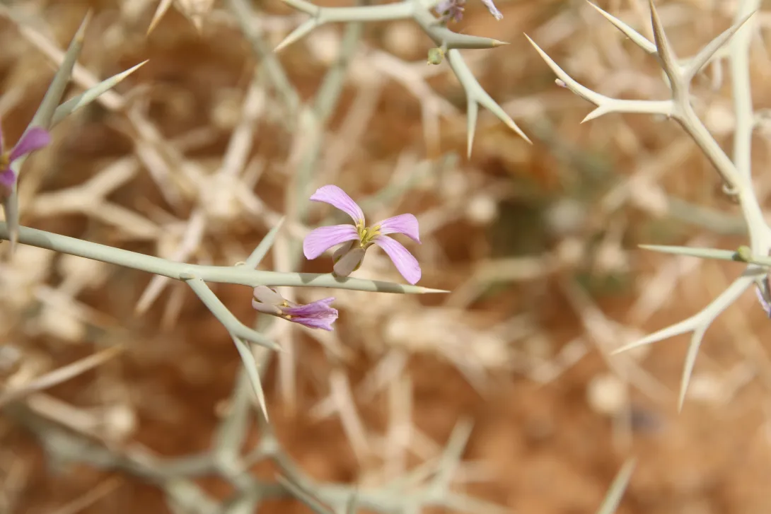 Zilla spinosa flower