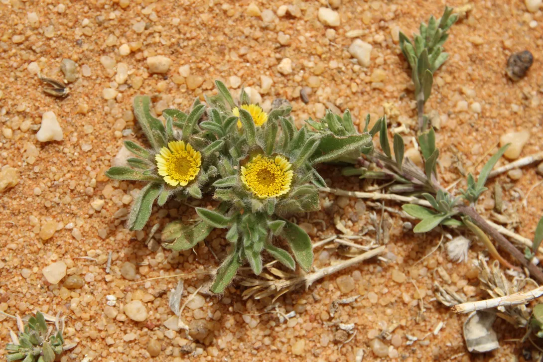 Whole plant