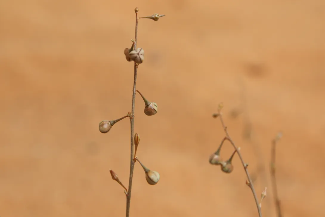 Asphodelus refractus fruits