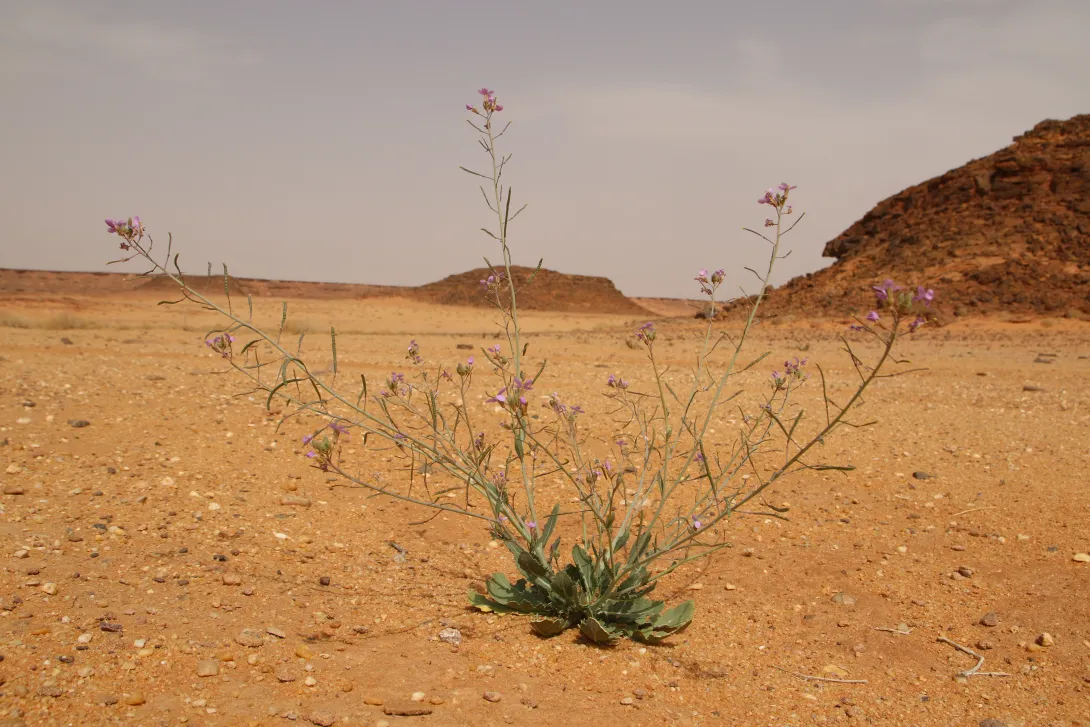 Whole plant