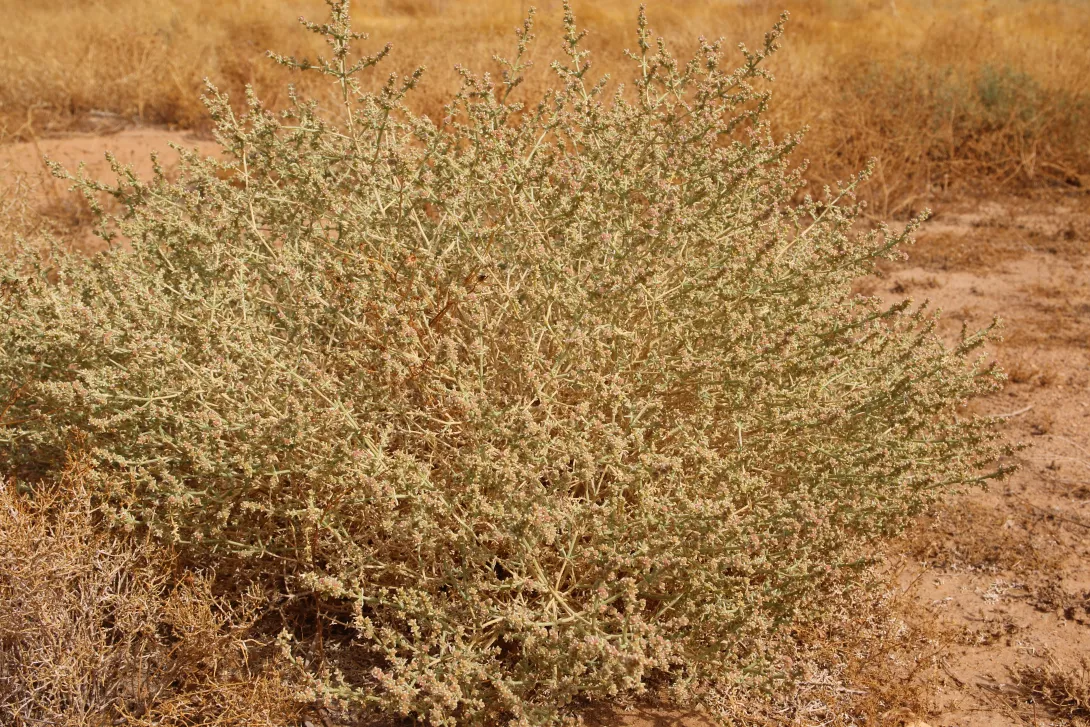 Whole plant