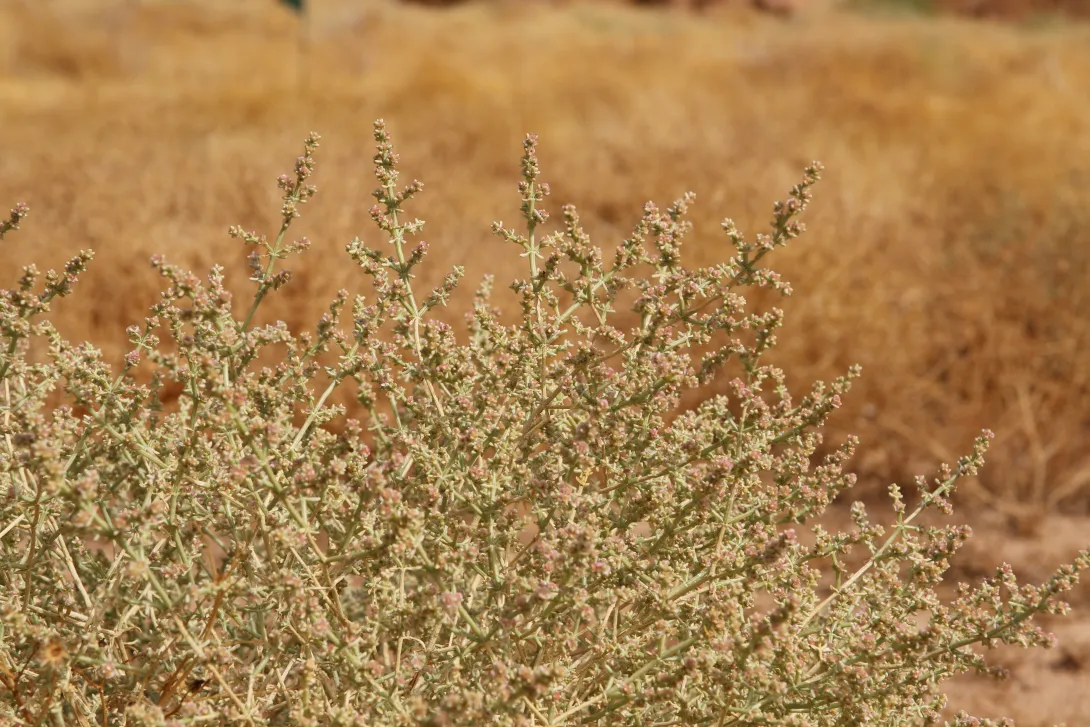 Whole plant with flowers