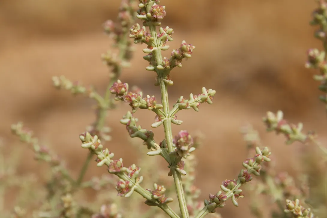 Flowers of Anabasis setifera