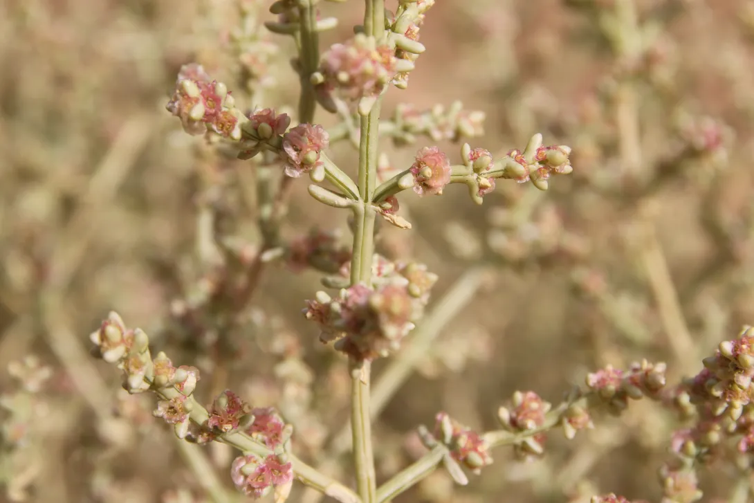 Flowers of Anabasis setifera