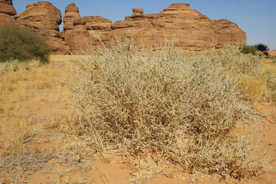Whole plant