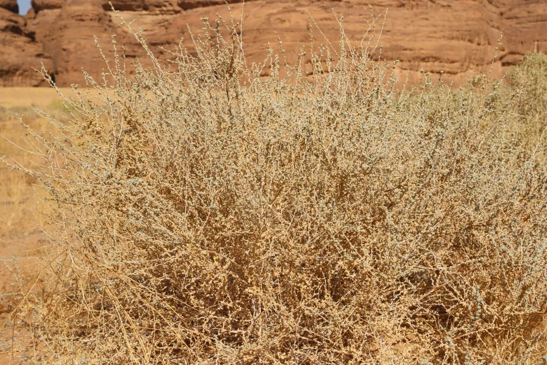 Whole plant
