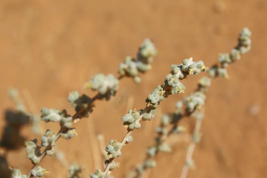 Traganum nudatum flower