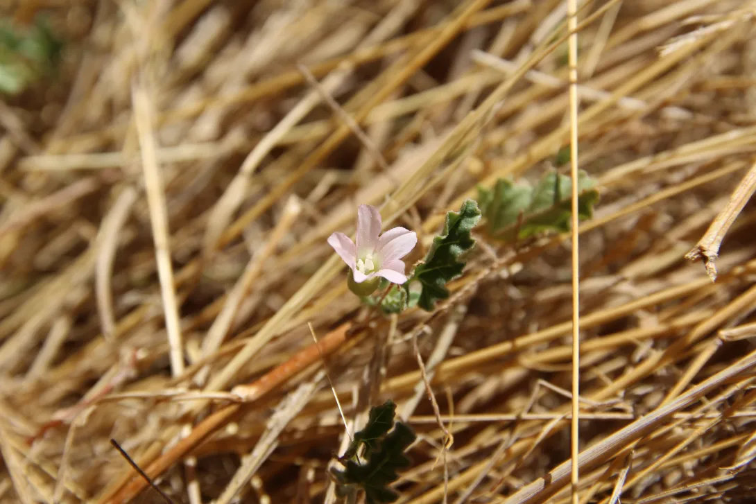 Convolvulus fatmensis flower