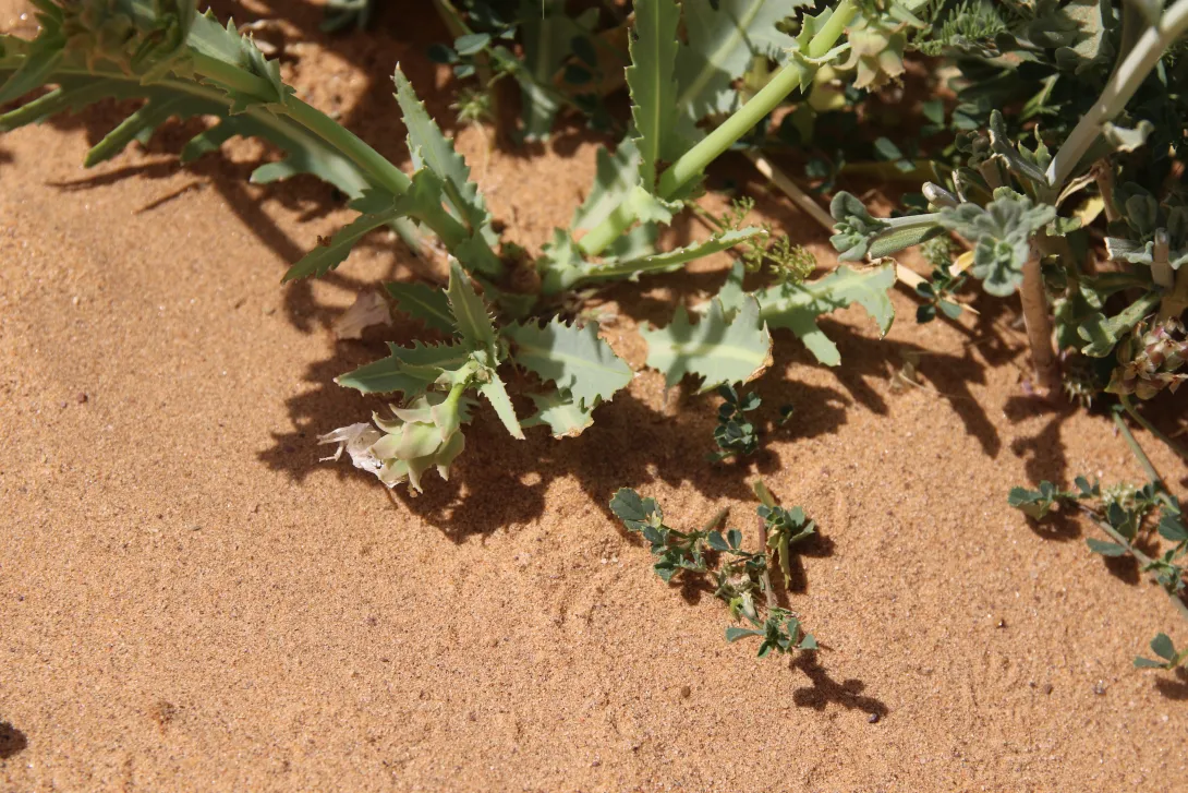 Launaea angustifolia leaves