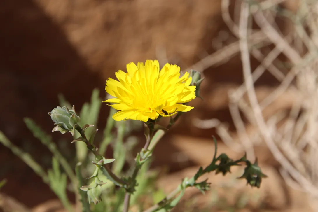 Launaea angustifolia flowers
