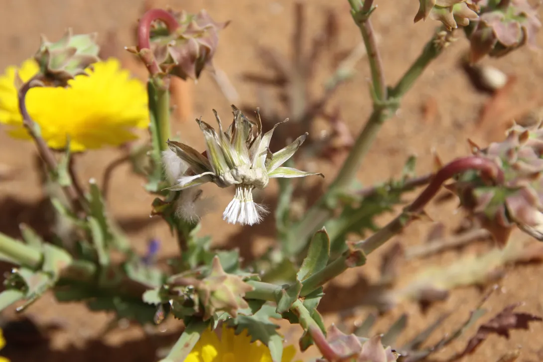 Launaea angustifolia fruits
