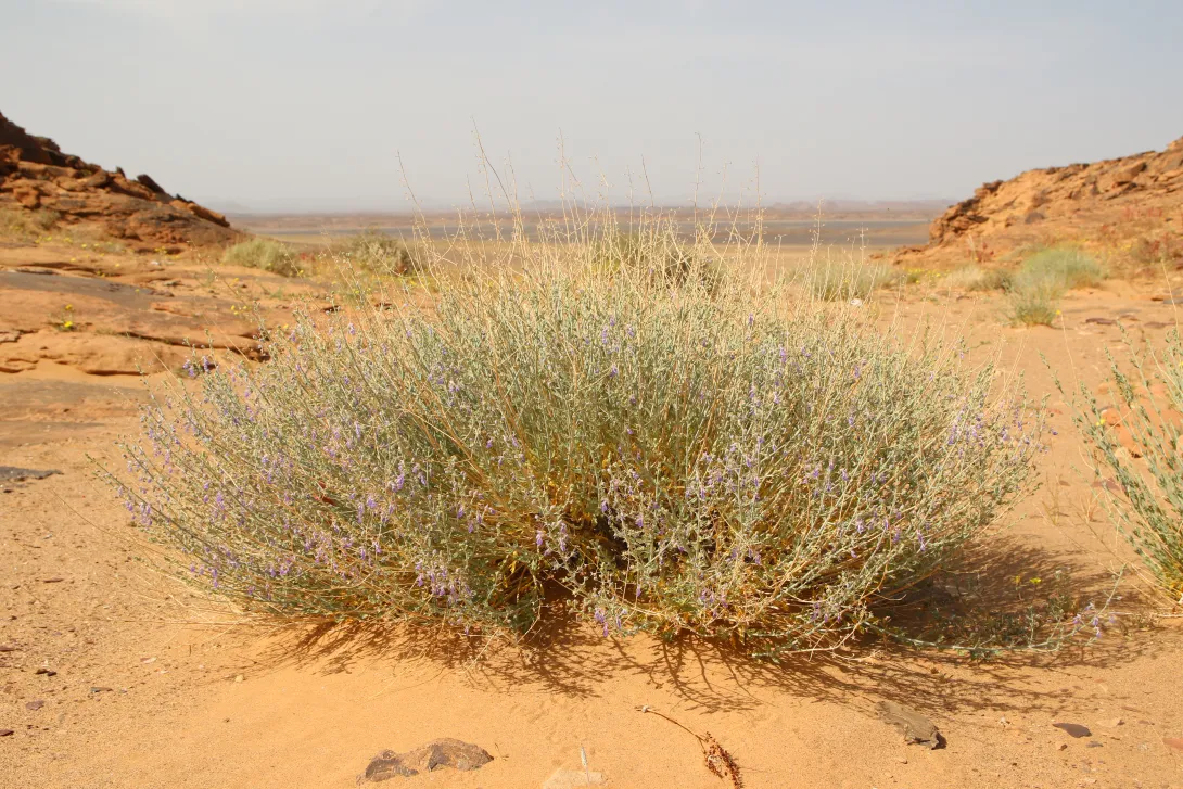 Whole plant