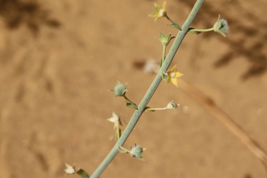 Teucrium oliverianum fruits