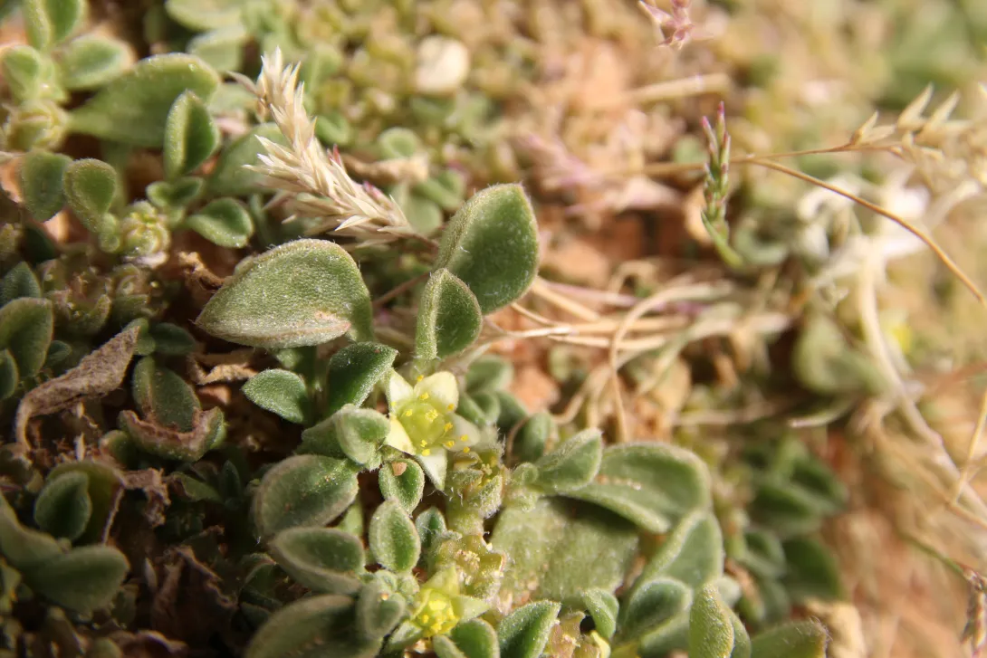Flower and leaves of Aizoon canariense