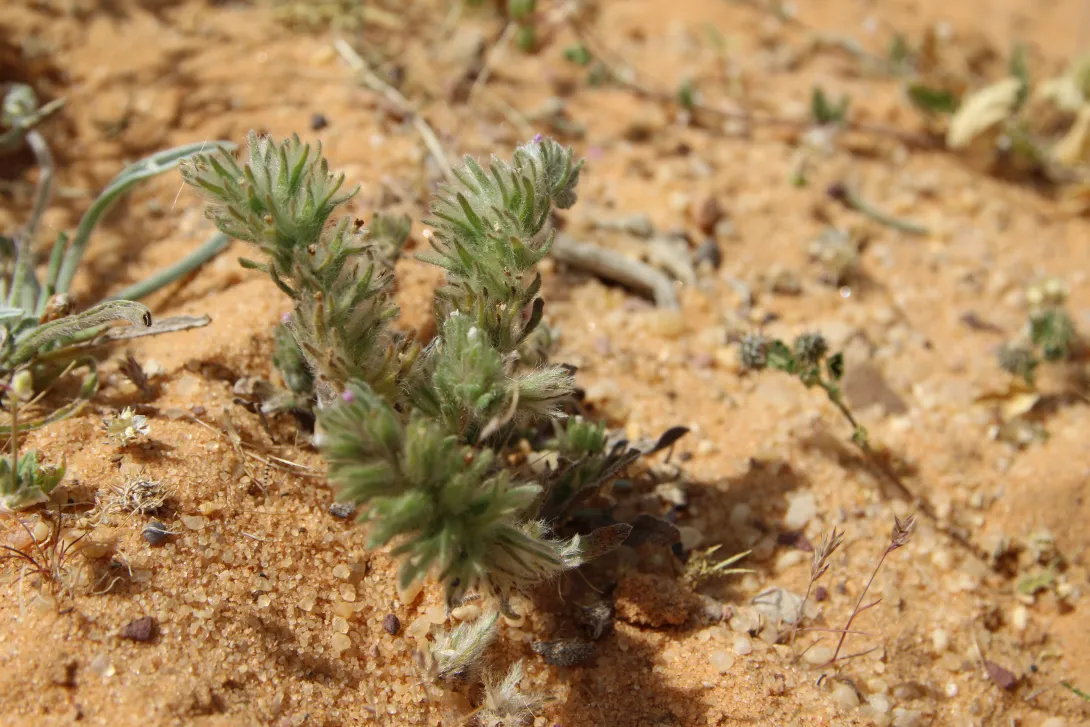 Whole plant
